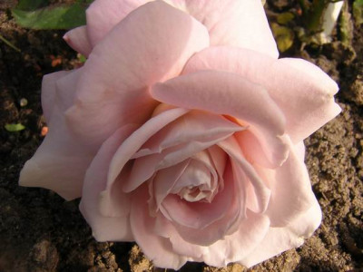 Rodaun_Violet2a.JPG