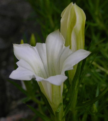 g.sino-ornata.JPG