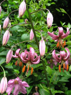 Lilium_martagon_240605.jpg