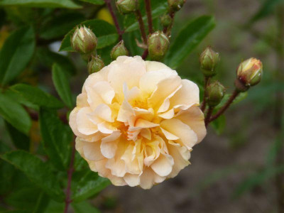 2015-06-07 Rosen 'Ghislaine de Feligonde'.jpg