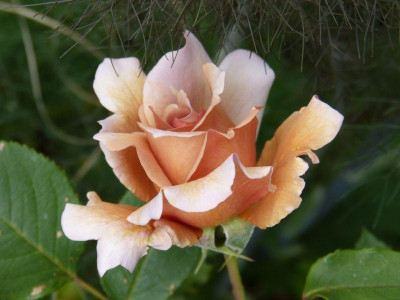 2015-06-07 Rosen 'Julias Rose'.jpg