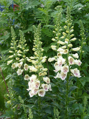 2015-06-03 Digitalis Dalmatian.jpg