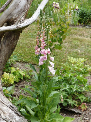 2015-06-07 Digitalis 'Suttons Apricot'.jpg