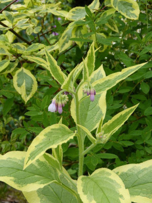 2015-06-07 Symphytum 'Axminster Gold'.jpg