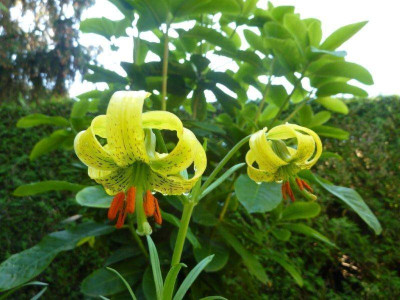 L. pyrenaicum 7.6.2015.jpg