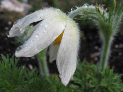 Pulsatilla_weiss_F.jpg