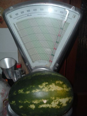 Wassermelone2005.jpg
