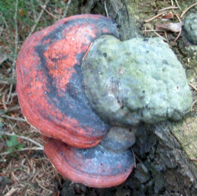 kupferroter Lackporling-oder.jpg