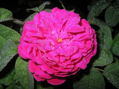 Rose_de_Resht_taufrisch.jpg