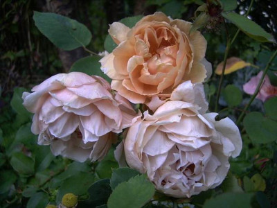 Rose_Cafe.JPG