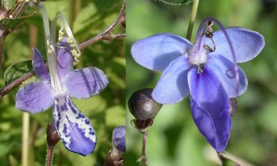 Clerodendronugandense_Caryopterisdivaricata_Blute.jpg