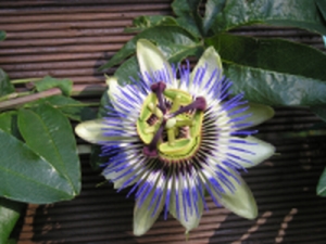Passiflora_caerulea.JPG