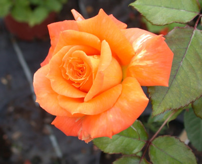 Flora_Danica_8934_93.jpg