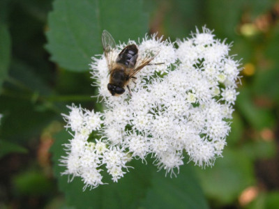 Eupatorium-rugosum_0905.jpg