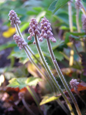 tiarella_knopse.jpg