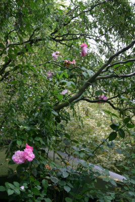 mary_rose_in_weide.jpg