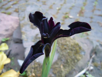 Gartenbilder Anfang Juni, BoGa Bilder 037.jpg
