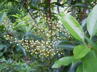 Gartenbilder Anfang Juni, BoGa Bilder 030.jpg