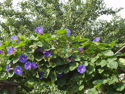 ipomindica.jpg
