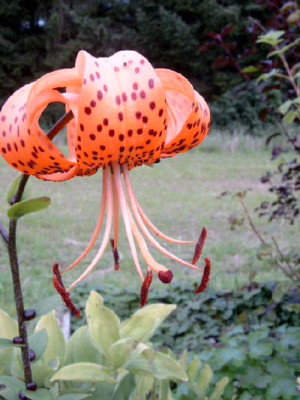 Lilium4a.jpg