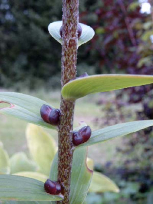 Lilium5a.jpg