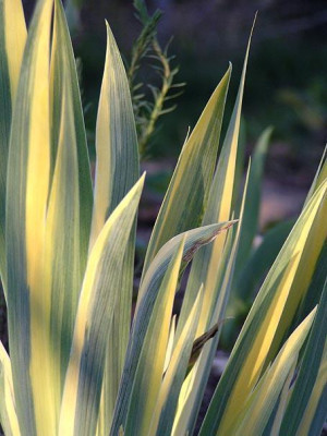 iris_pallida_variegata.jpg
