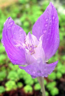 Crocus_banaticus_2005-09-11.JPG