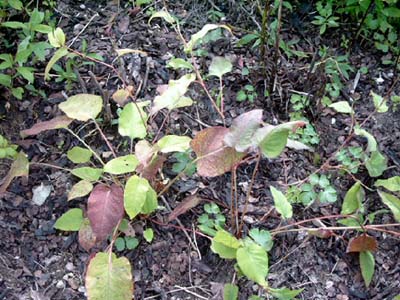 Polygonum_unbek.2c.jpg