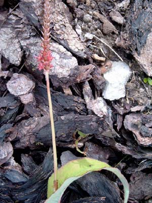 Polygonum_unbek.6b.jpg