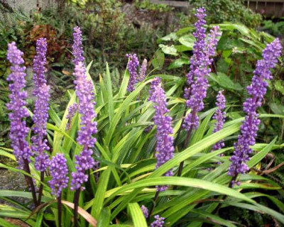 Liriope_muscari_2005-09-11.JPG