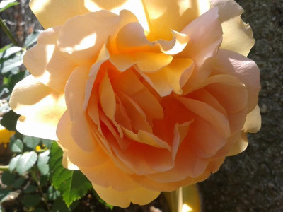 20150607_155030.jpg