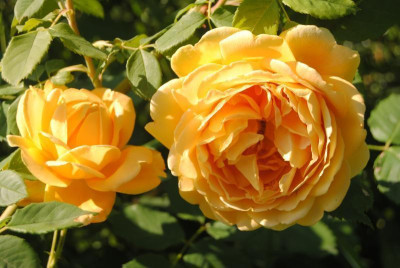 rosen 1. juni 136.jpg
