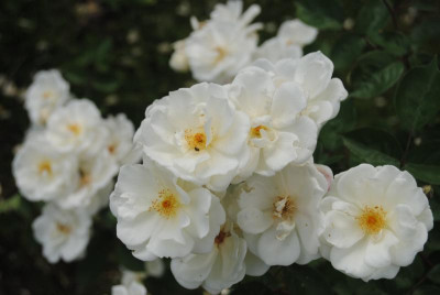 rosen 1. juni 019.jpg