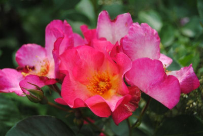 rosen 1. juni 031.jpg