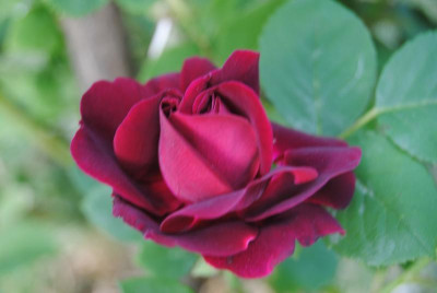 rosen 1. juni 010.jpg