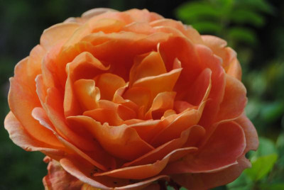 rosen 1. juni 063.jpg