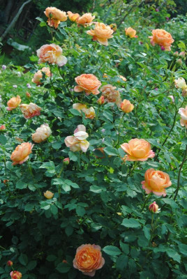 rosen 1. juni 062.jpg