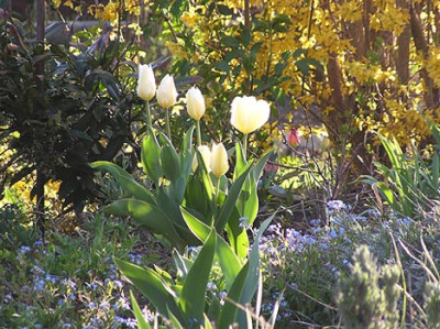 tulpe.jpg