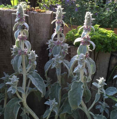 07062015 garten 5.jpg