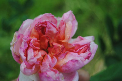 rosen 1. juni 072.jpg