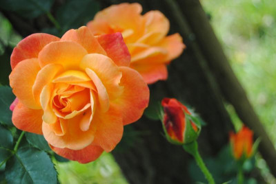 rosen 1. juni 005.jpg