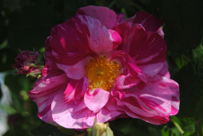 rosen 1. juni 109.jpg