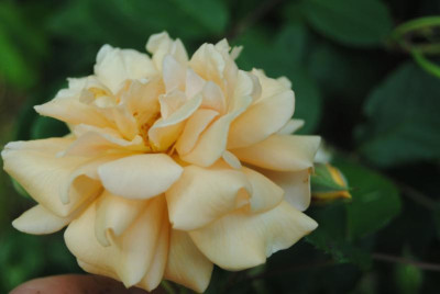 rosen 1. juni 070.jpg