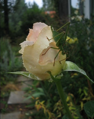 Schreck_in_flagranti.jpg