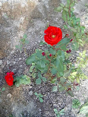 Gartenbilder_008.jpg