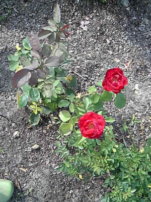 Gartenbilder_010.jpg