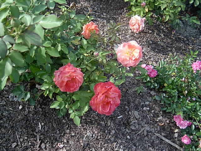Gartenbilder_011.jpg