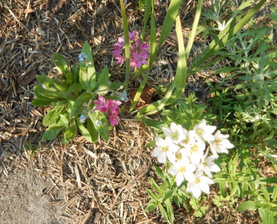 Allium 1.jpg
