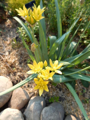 Allium 2.jpg