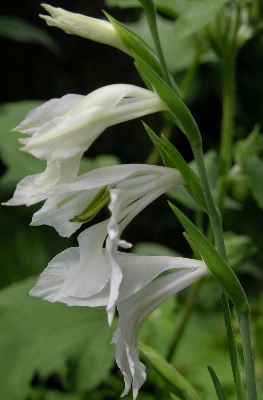 Gladiolus_weiss.JPG